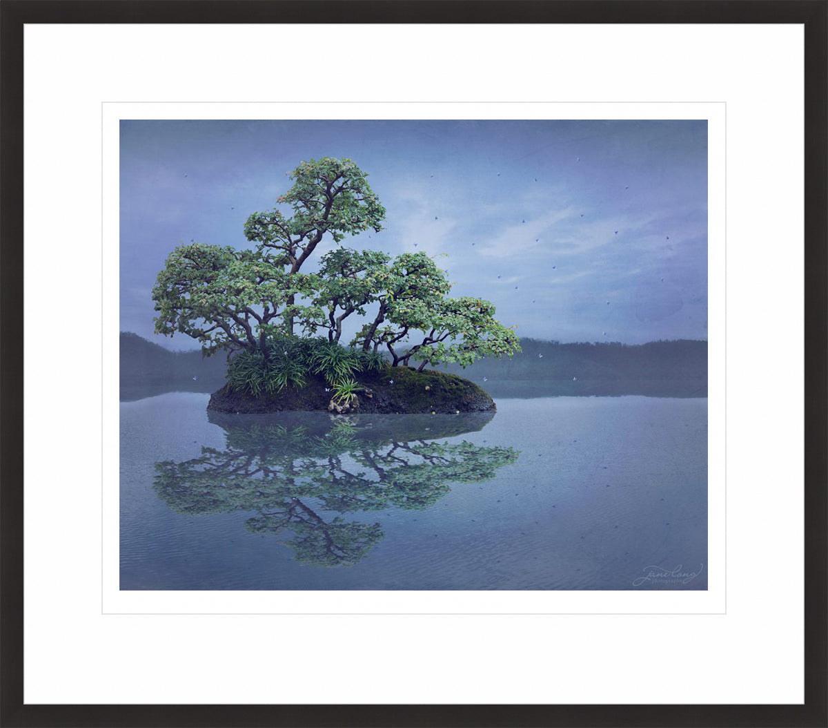 Chinese Elm