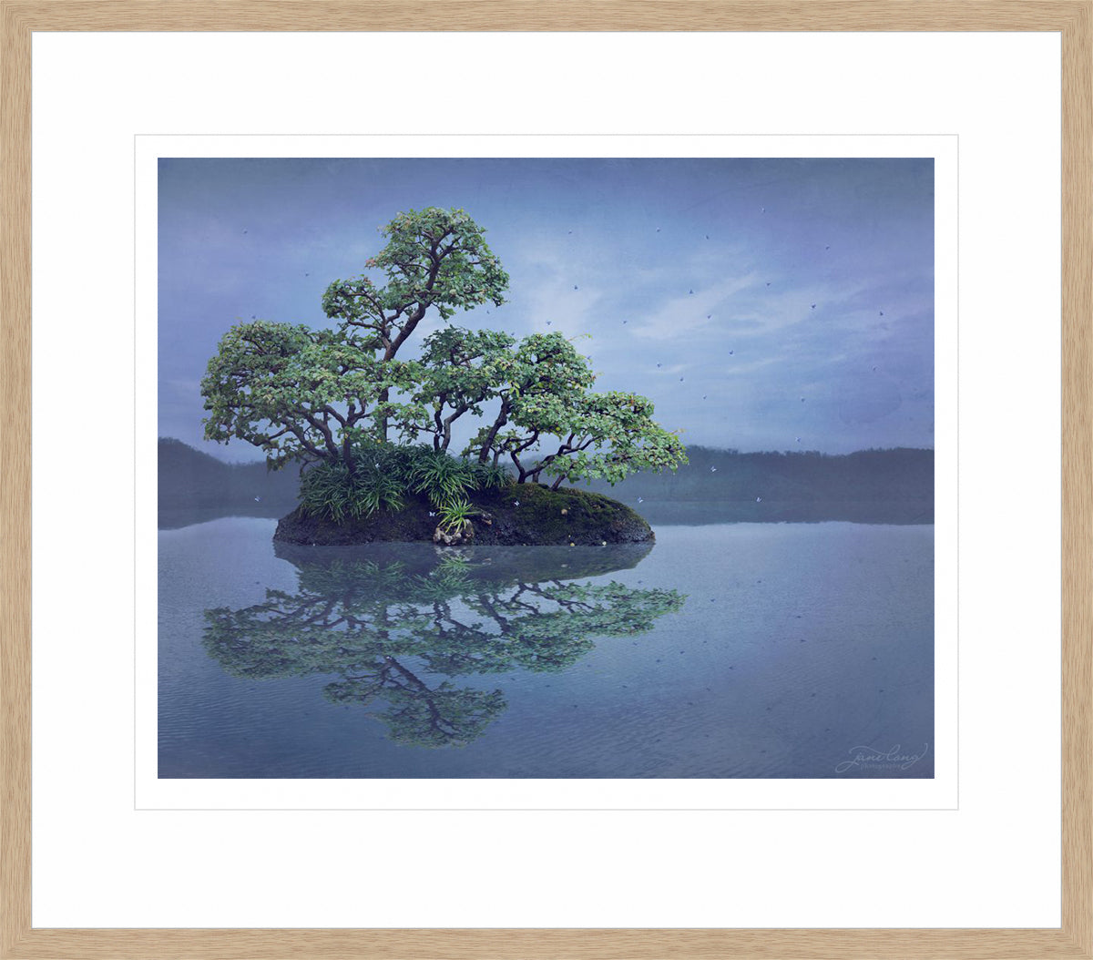 Chinese Elm