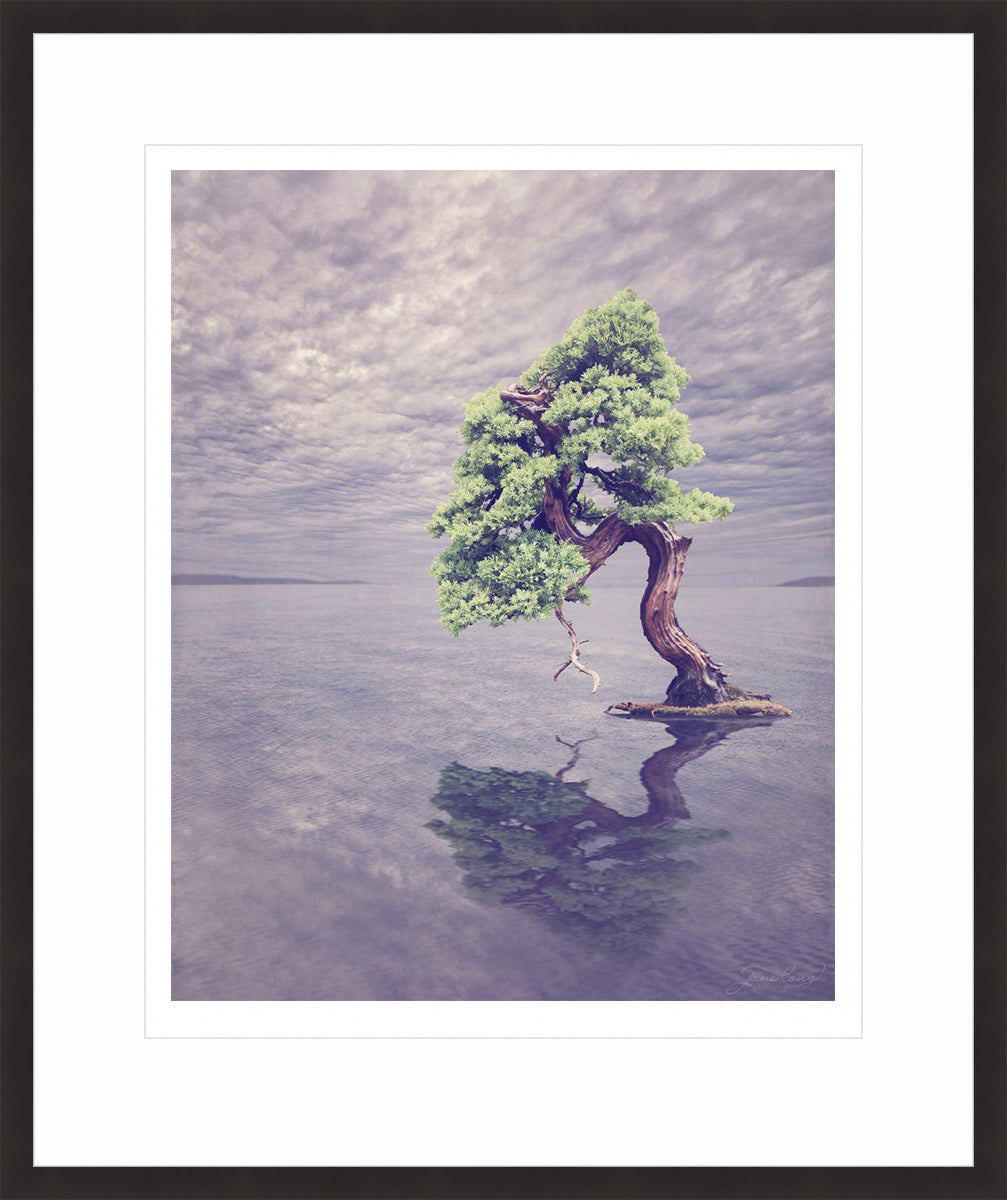 Nepal Juniper