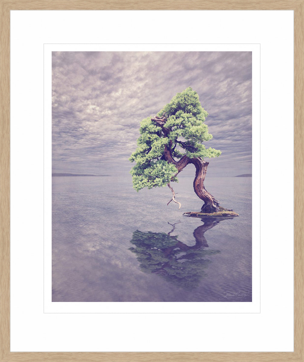 Nepal Juniper