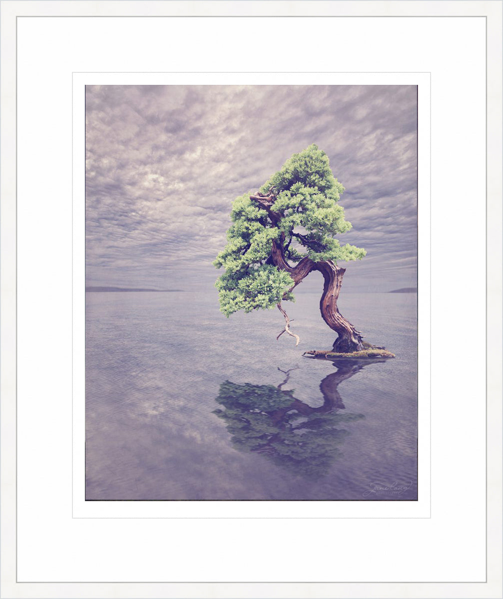 Nepal Juniper