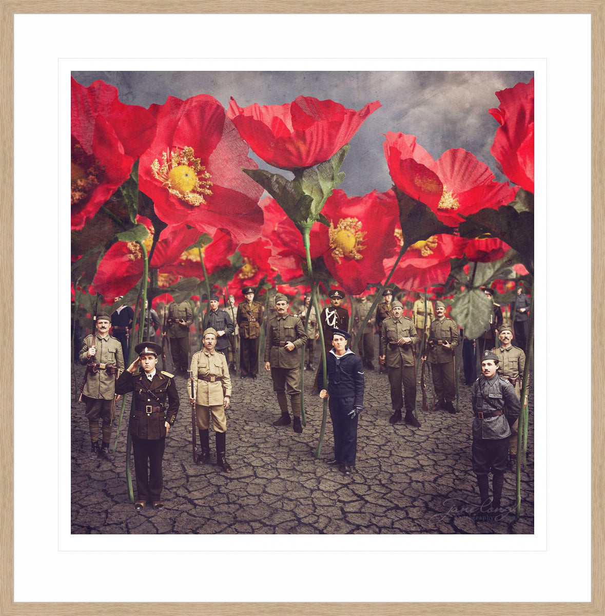 Tall Poppies