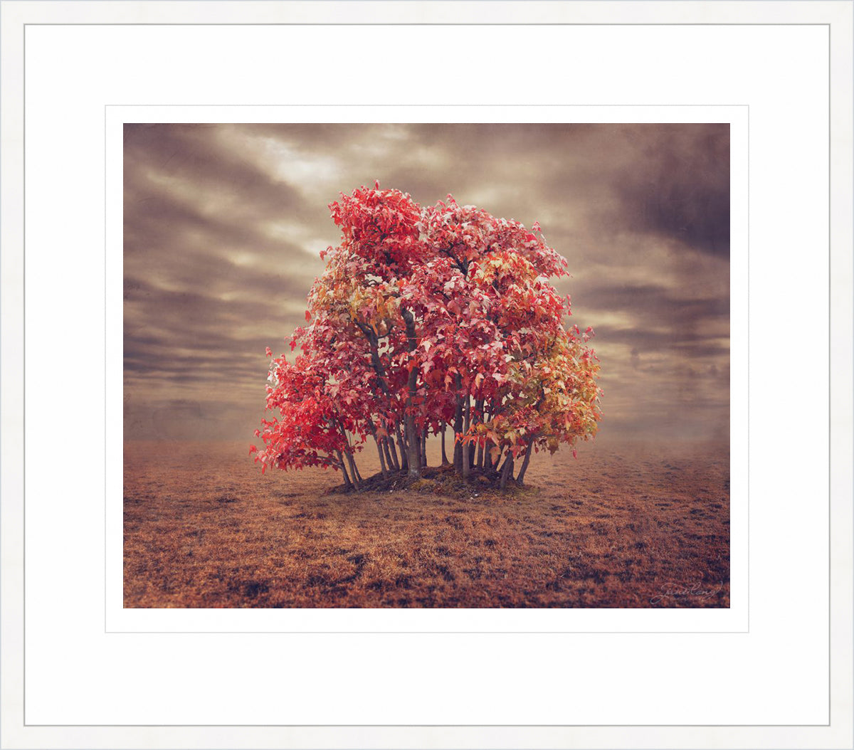 Trident Maple