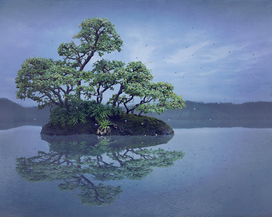 Chinese Elm