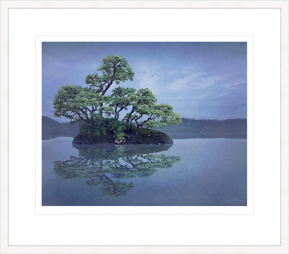 Chinese Elm