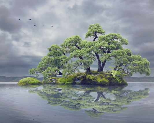 Chinese Juniper