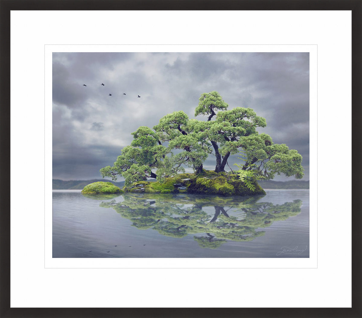 Chinese Juniper