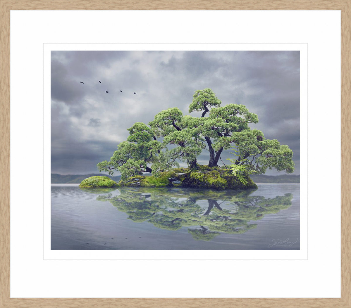 Chinese Juniper