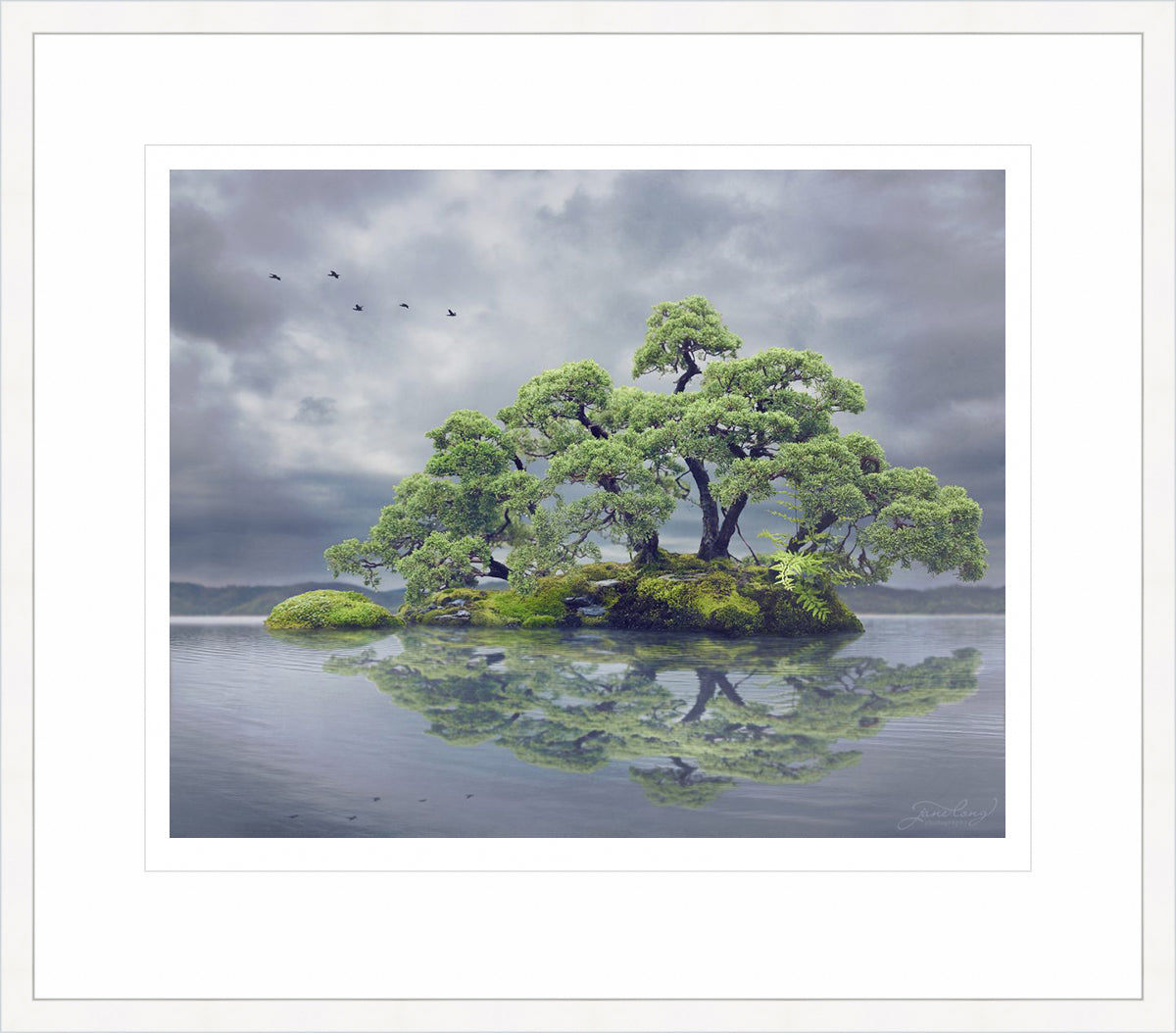 Chinese Juniper