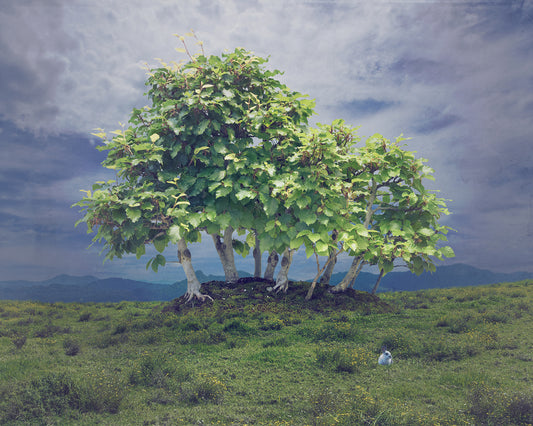 European Beech