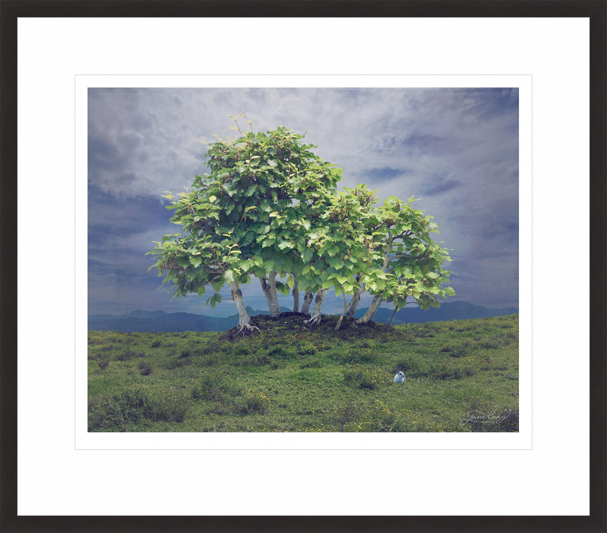 European Beech
