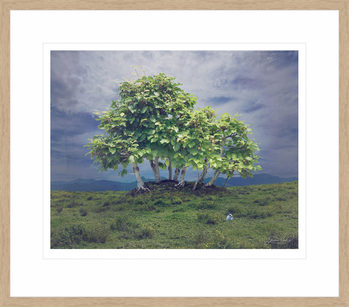 European Beech
