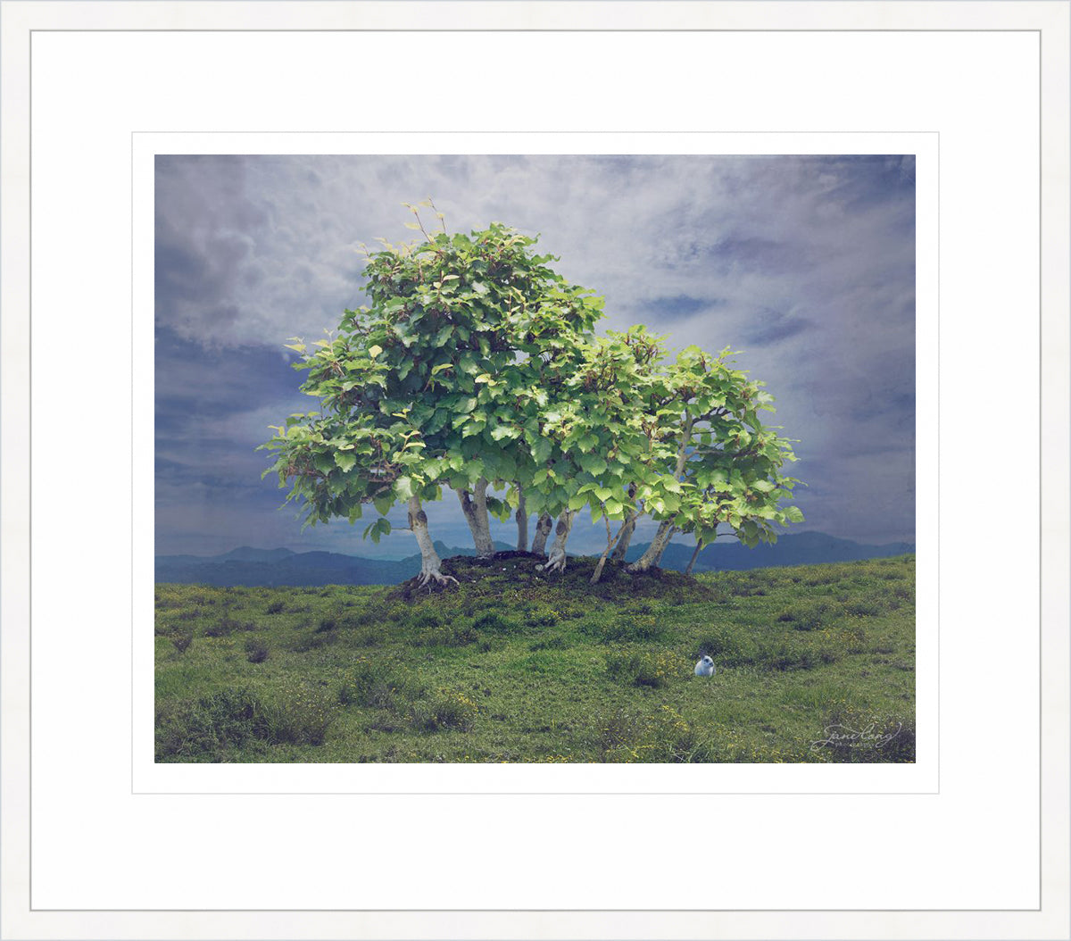 European Beech