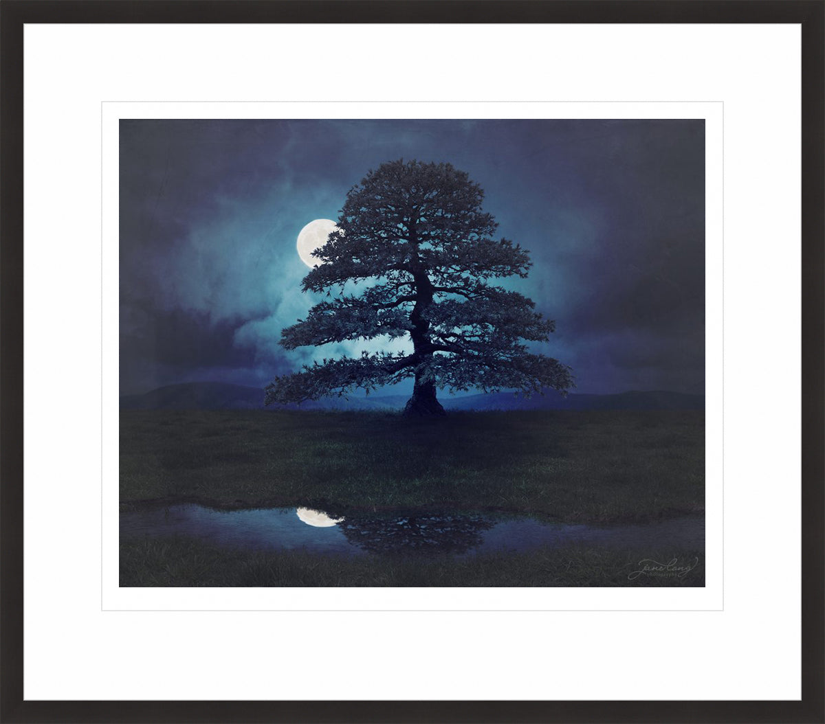 Himalayan Cedar