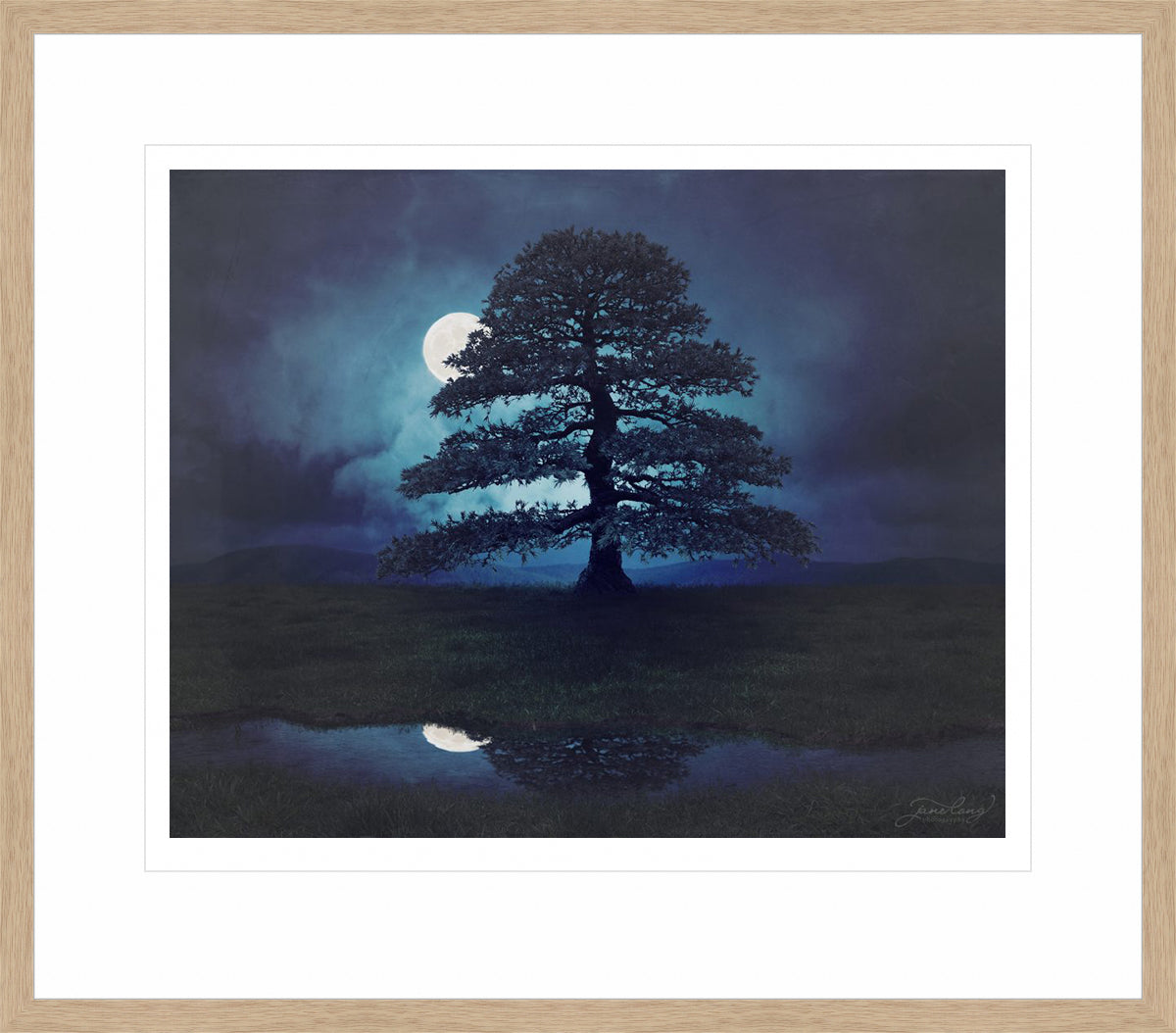 Himalayan Cedar
