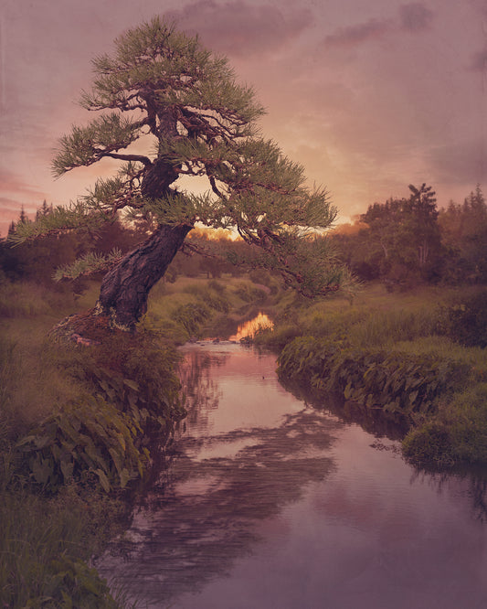 Japanese Red Pine
