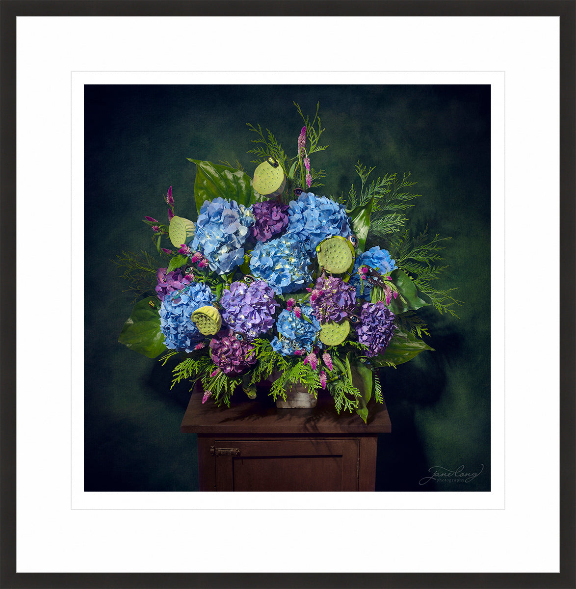 Wild Hydrangea