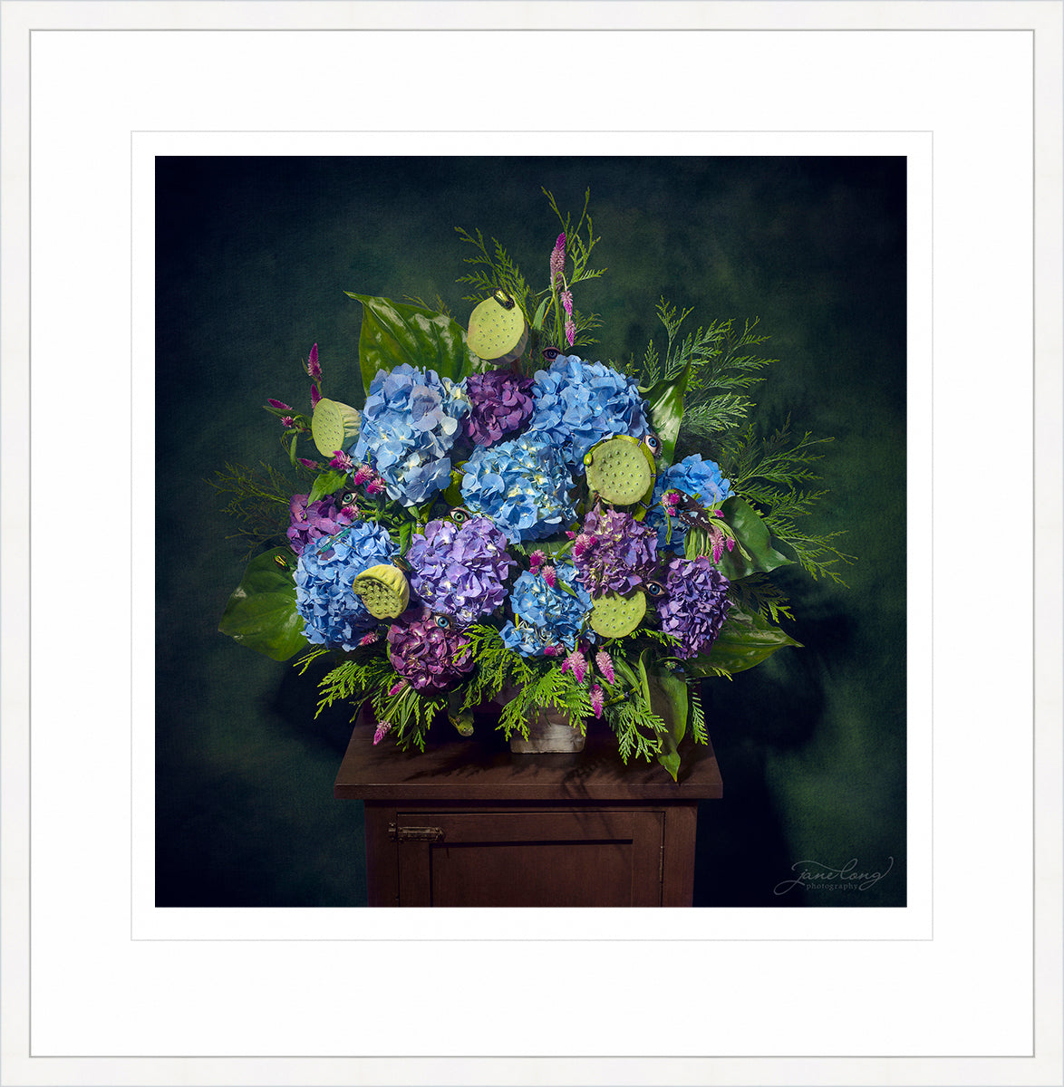 Wild Hydrangea