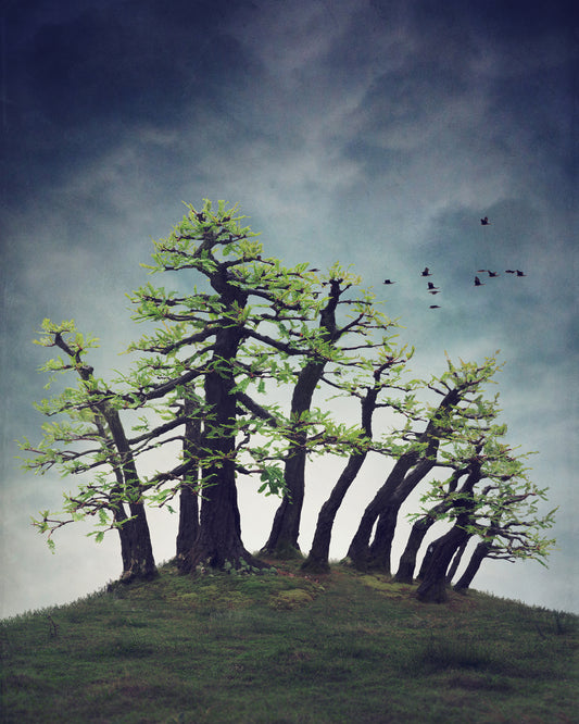 Montezuma Bald Cypress