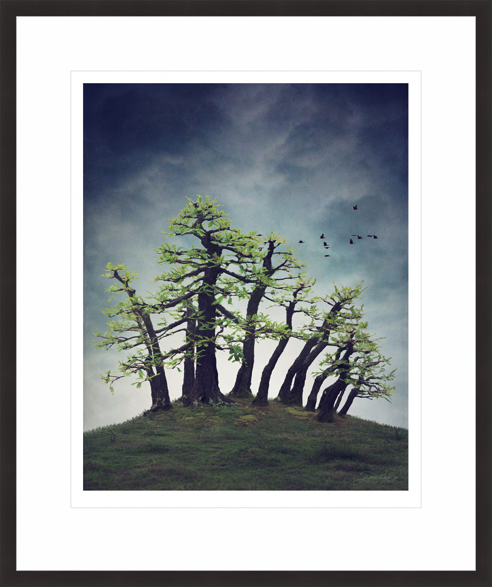 Montezuma Bald Cypress