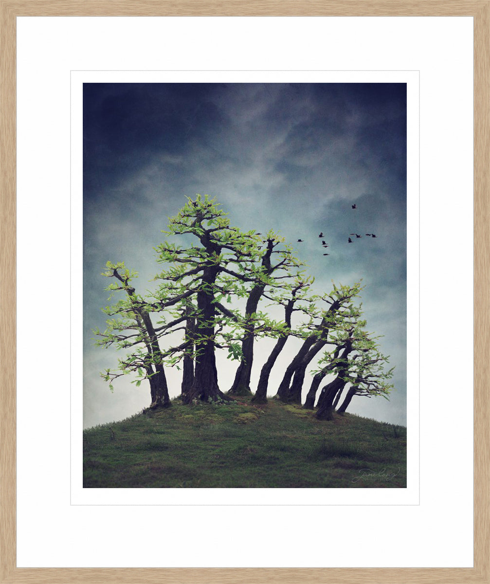 Montezuma Bald Cypress