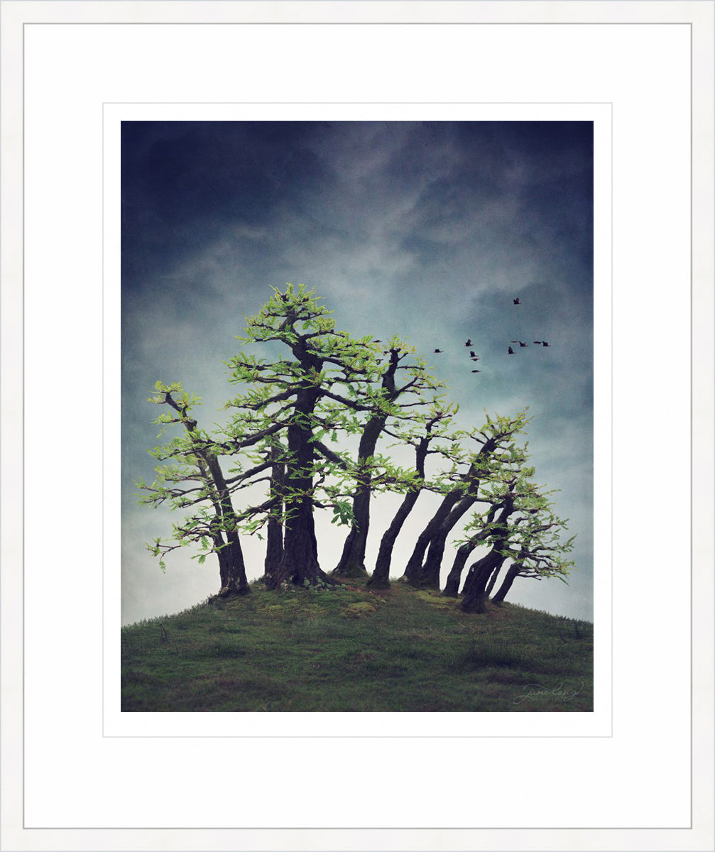 Montezuma Bald Cypress
