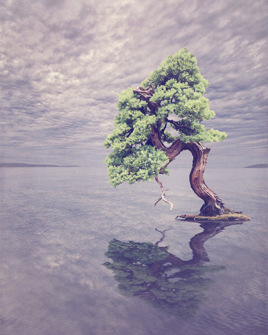 Nepal Juniper