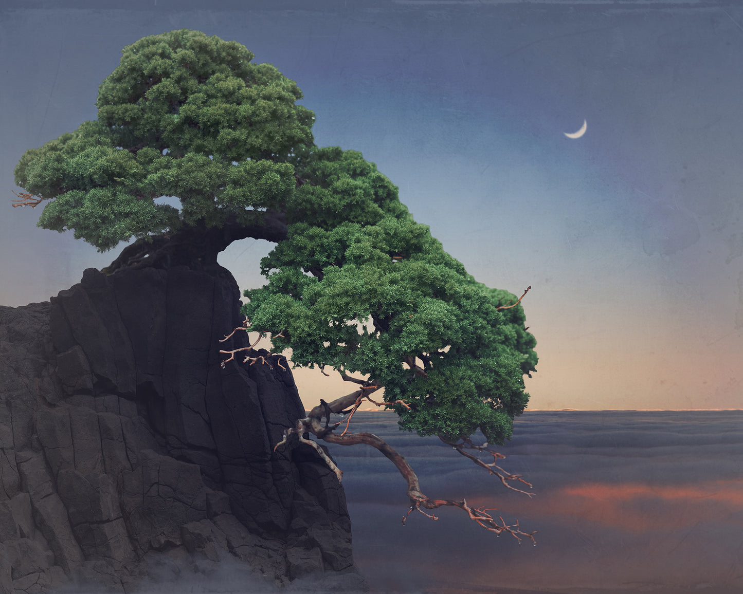 Prostrate Nepal Juniper II