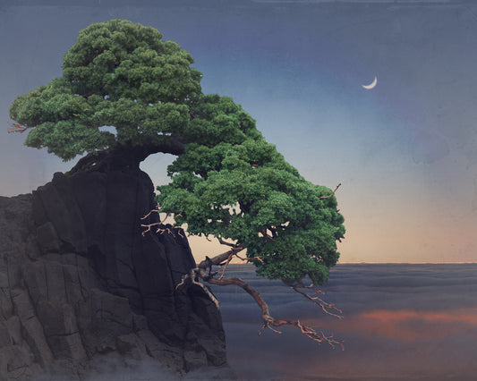 Prostrate Nepal Juniper II