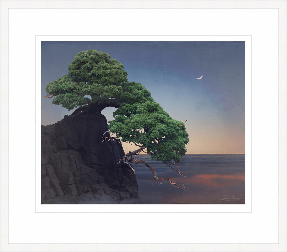 Prostrate Nepal Juniper II