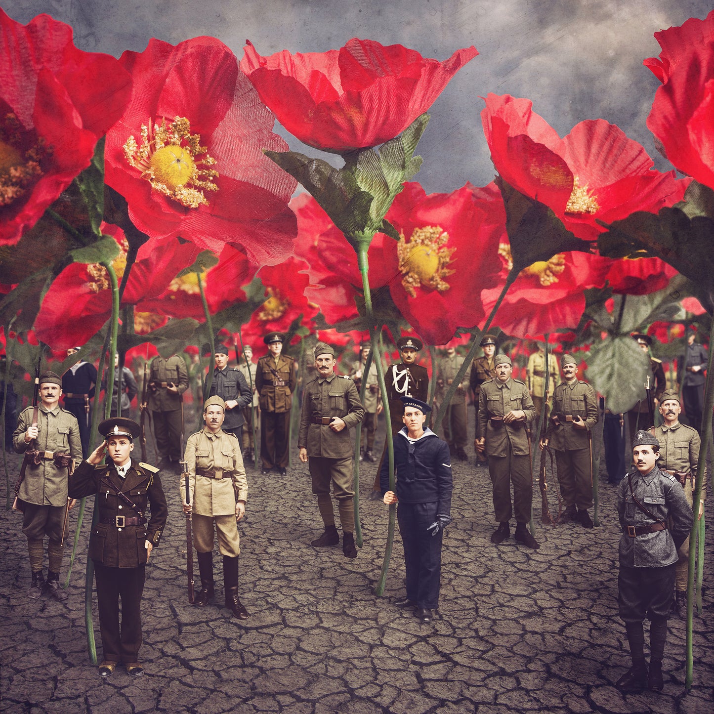 Tall Poppies