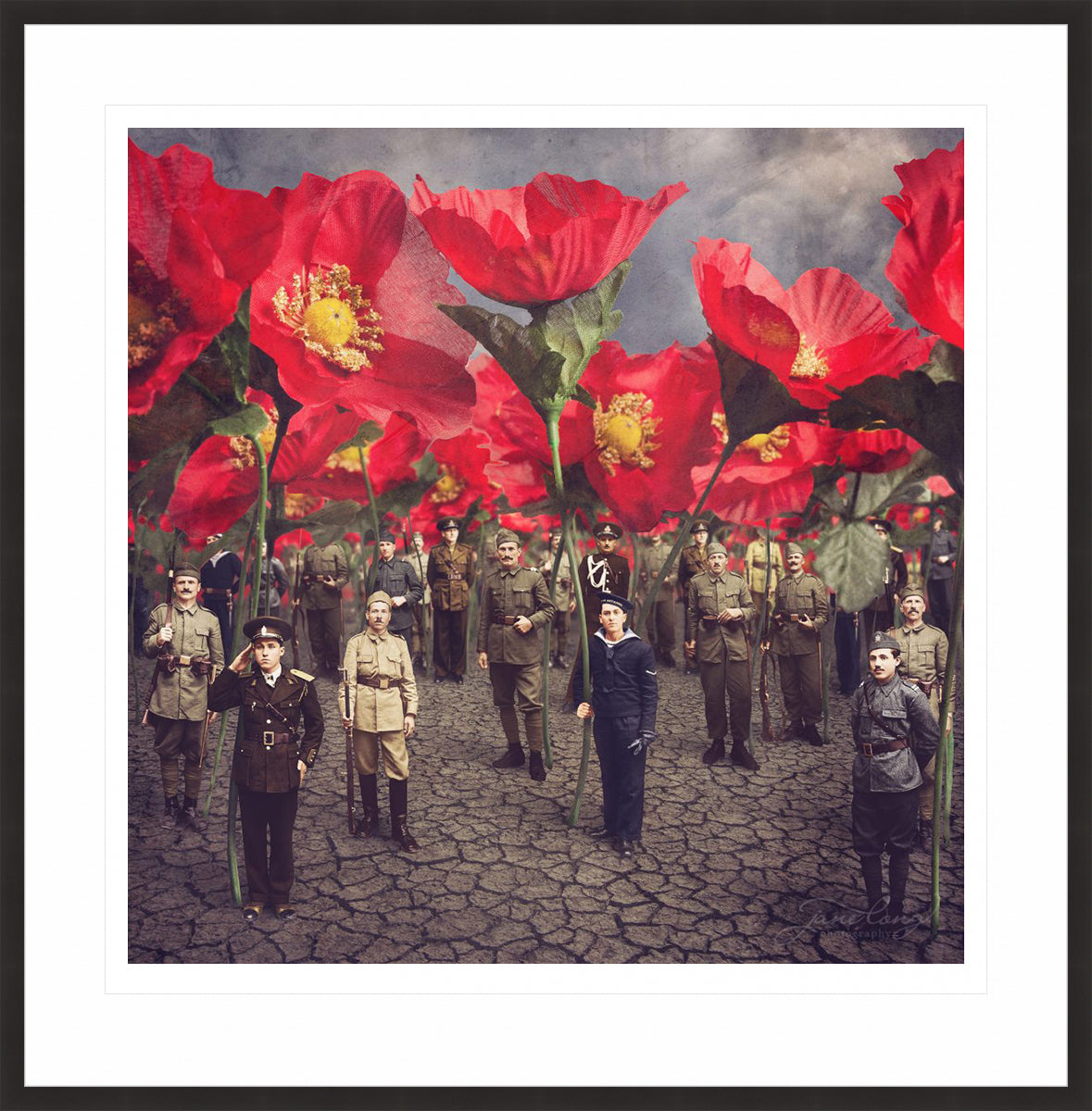 Tall Poppies