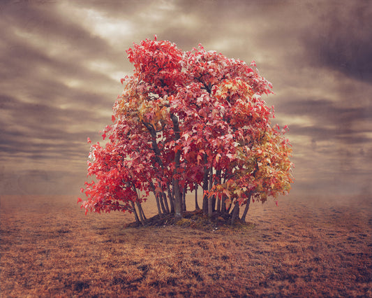 Trident Maple