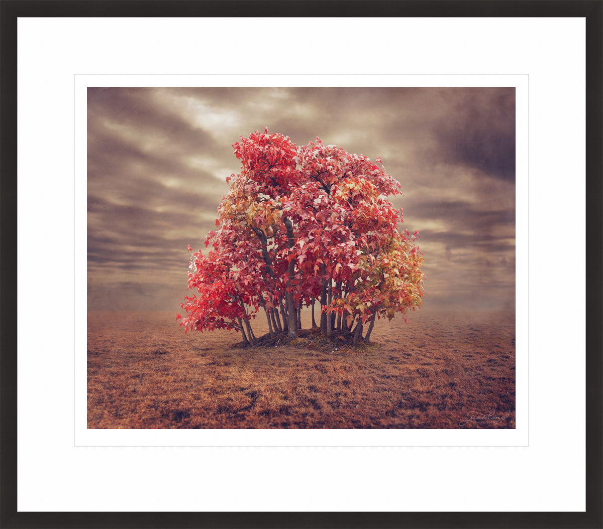 Trident Maple