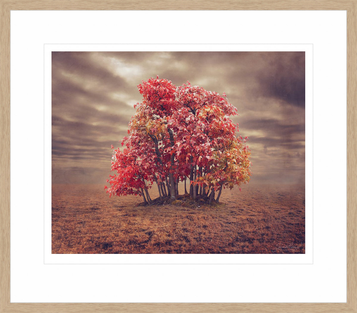 Trident Maple